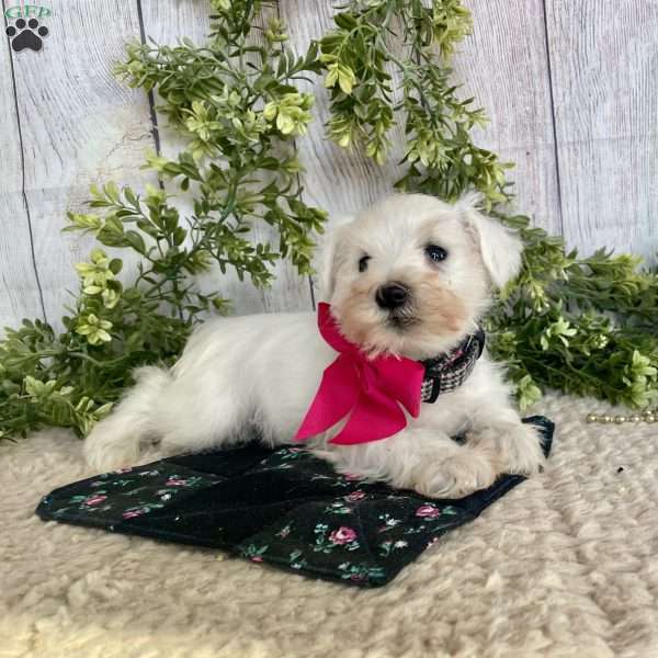 Indy, Miniature Schnauzer Puppy